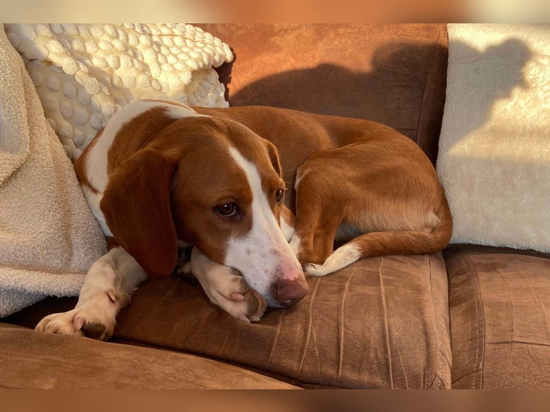 Rosie ♥️ wartet in 23617 Stockelsdorf