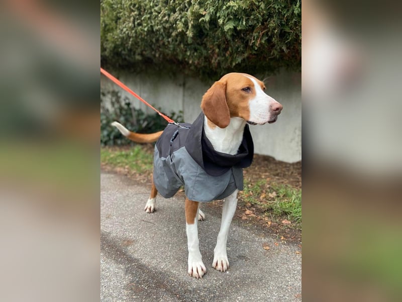 Rosie ♥️ wartet in 23617 Stockelsdorf auf dich