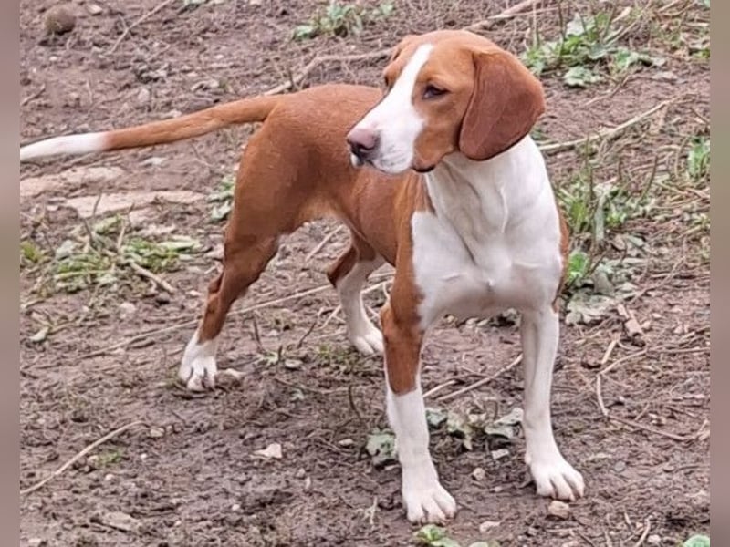 Rosie ♥️ liebevolle, aktive Bracken-Lady