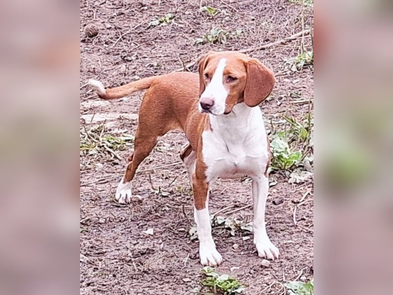 Rosie ♥️ liebevolle, aktive Bracken-Lady