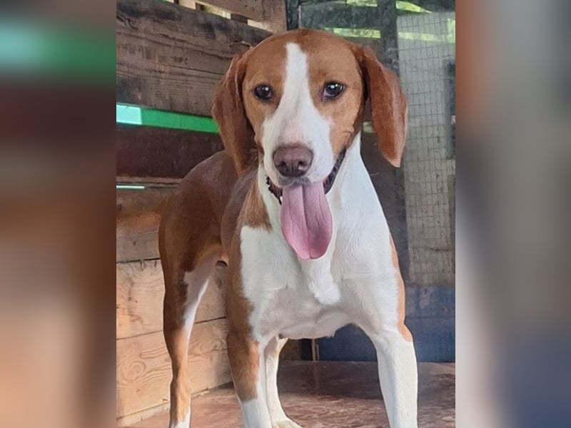 Rosie ♥️ liebevolle, aktive Bracken-Lady