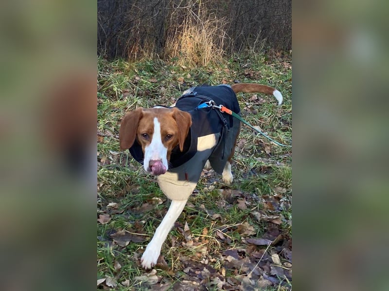 Rosie ♥️ wartet in 23617 Stockelsdorf