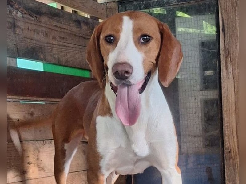 Rosie ♥️ liebevolle, aktive Bracken-Lady