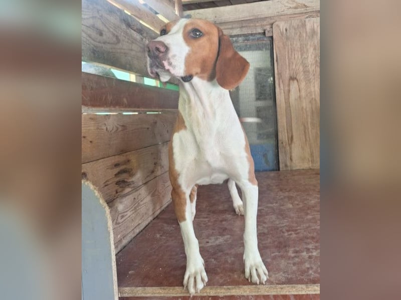 Rosie ♥️ liebevolle, aktive Bracken-Lady