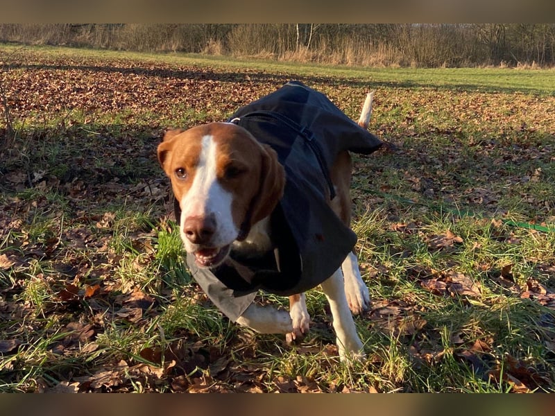 Rosie ♥️ wartet in 23617 Stockelsdorf