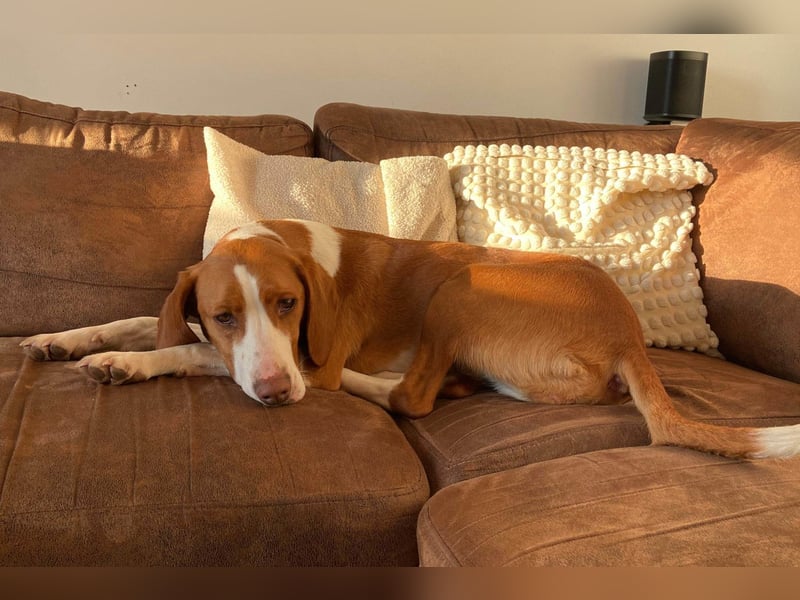 Rosie ♥️ wartet in 23617 Stockelsdorf