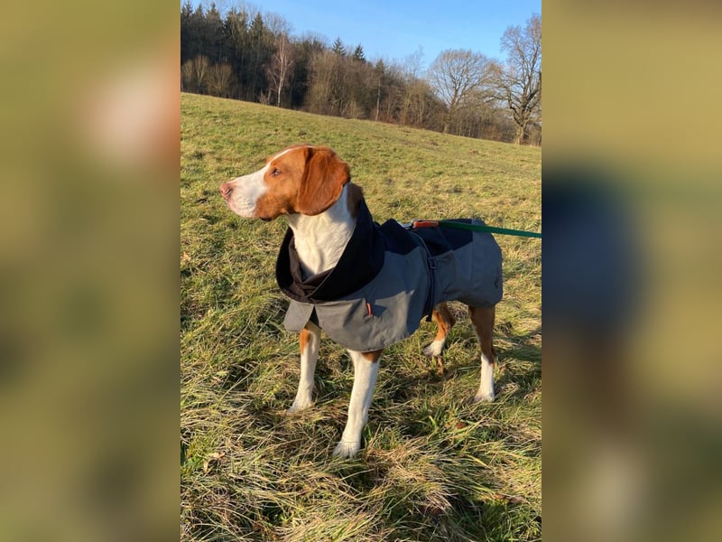 Rosie ♥️ wartet in 23617 Stockelsdorf auf dich