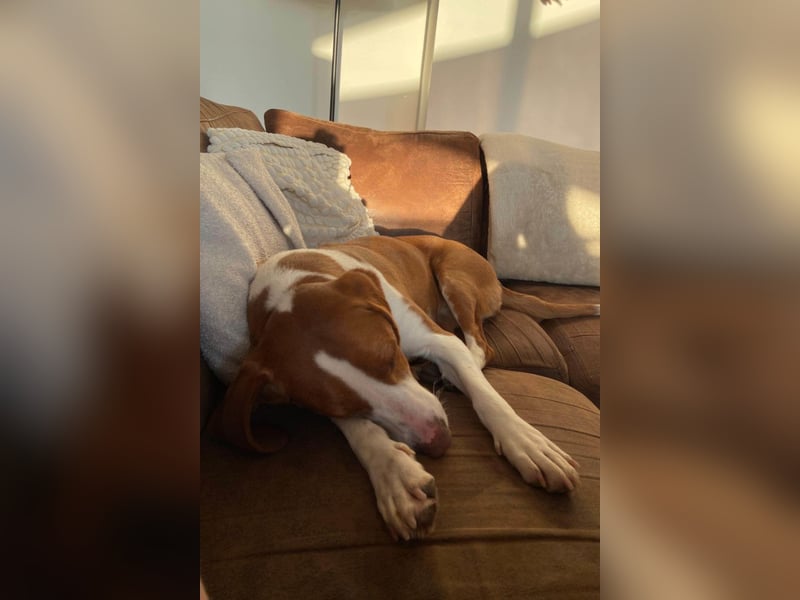 Rosie ♥️ wartet in 23617 Stockelsdorf auf dich