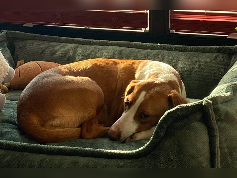 Rosie ♥️ wartet in 23617 Stockelsdorf auf dich