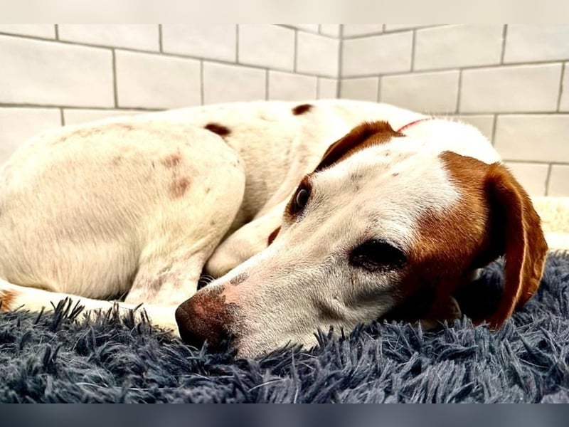 Bracken-Bub ♥ Tilly ♥ wartet bereits in 72070 Tübingen ♥