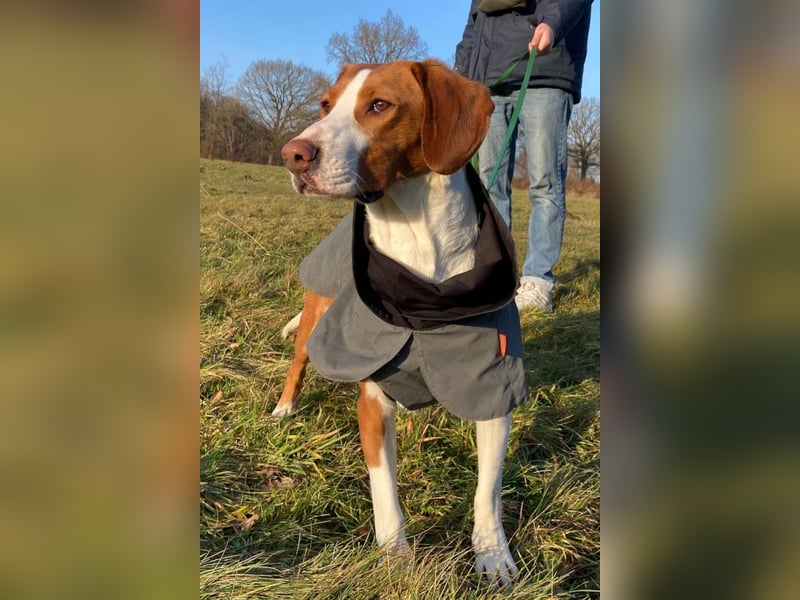 Rosie ♥️ wartet in 23617 Stockelsdorf auf dich