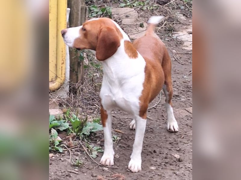 Rosie ♥️ liebevolle, aktive Bracken-Lady