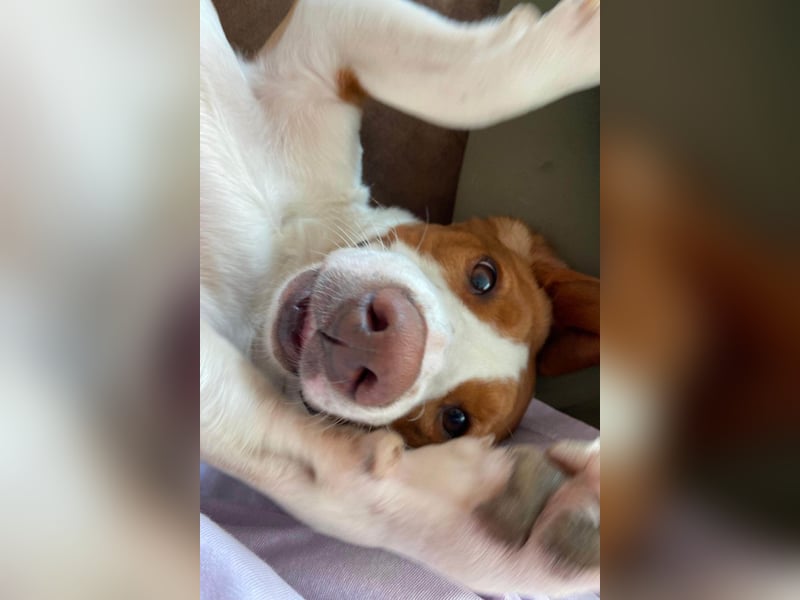 Rosie ♥️ wartet in 23617 Stockelsdorf auf dich