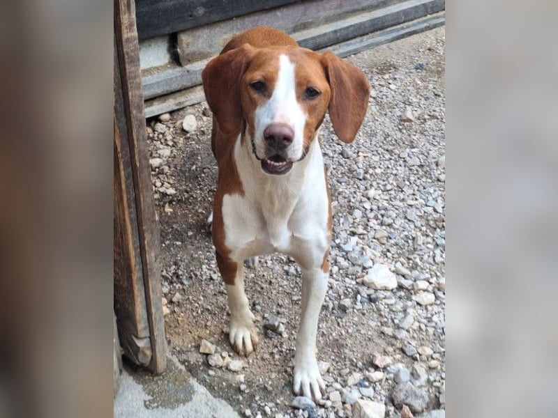 Rosie ♥️ liebevolle, aktive Bracken-Lady