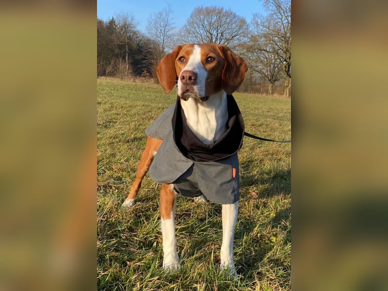 Rosie ♥️ wartet in 23617 Stockelsdorf auf dich