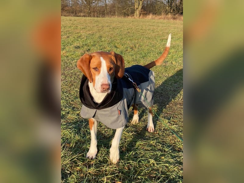 Rosie ♥️ wartet in 23617 Stockelsdorf