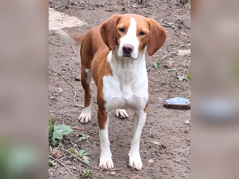 Rosie ♥️ liebevolle, aktive Bracken-Lady