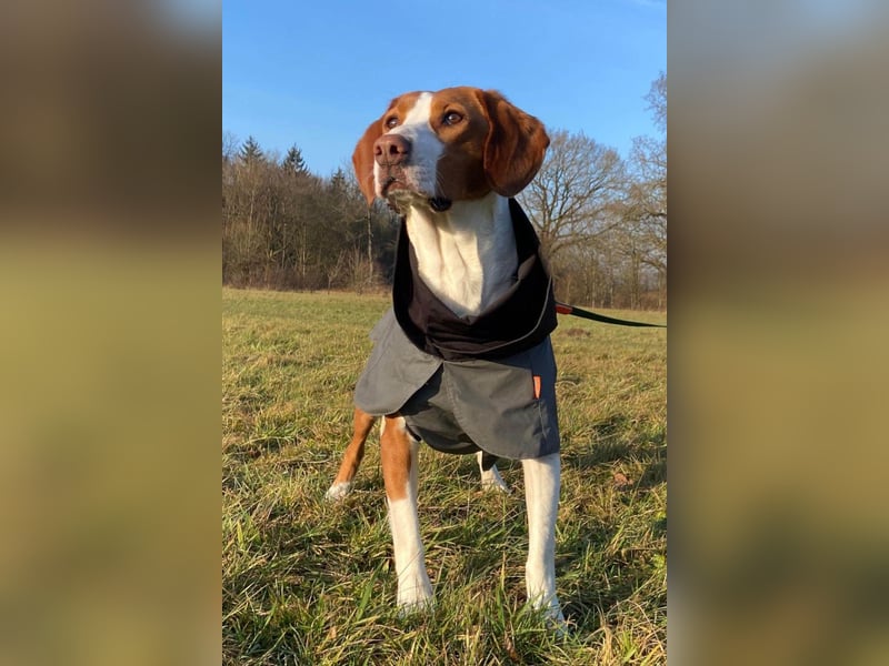 Rosie ♥️ wartet in 23617 Stockelsdorf auf dich