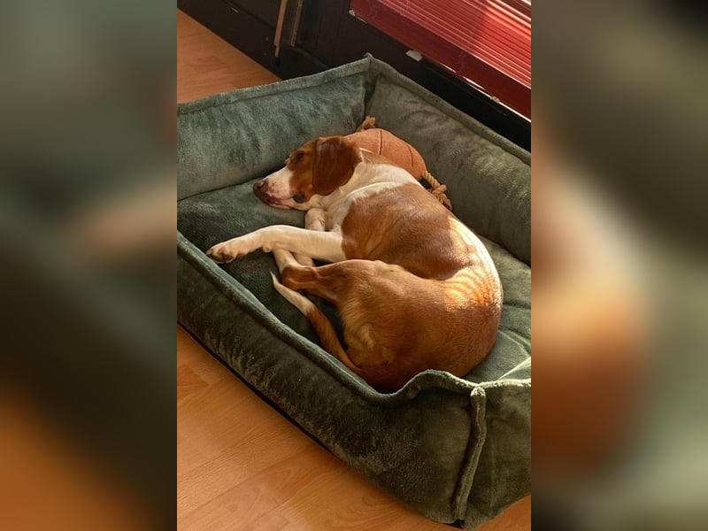 Rosie ♥️ wartet in 23617 Stockelsdorf