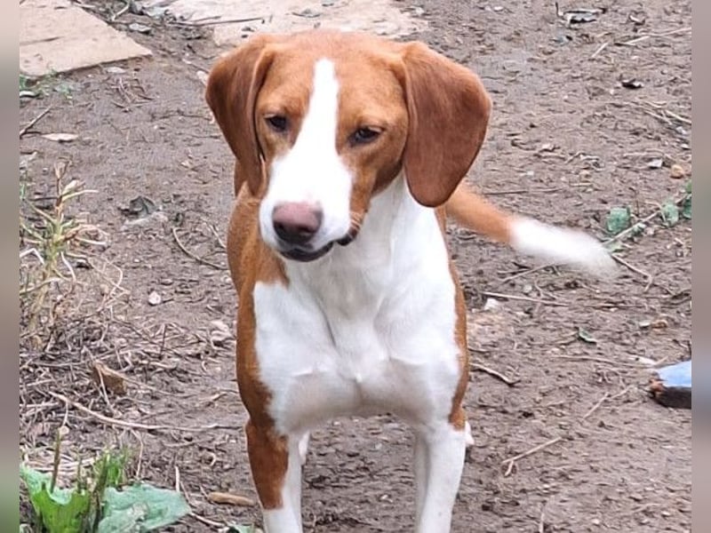 Rosie ♥️ liebevolle, aktive Bracken-Lady