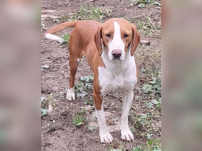 Rosie ♥️ liebevolle, aktive Bracken-Lady