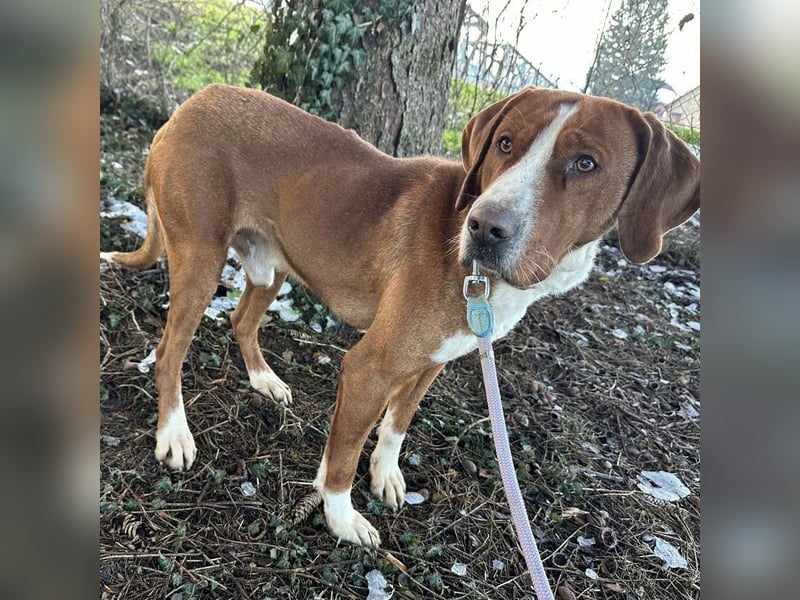 Maverick eine Seele von Hund