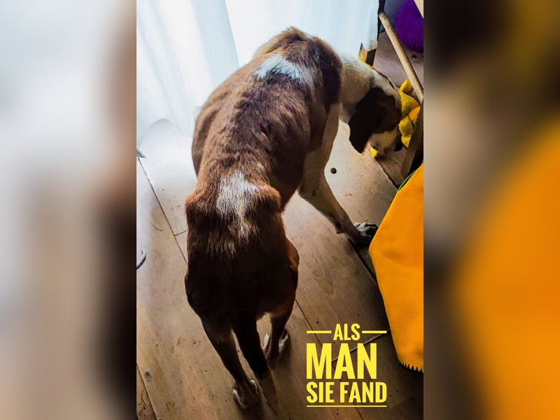 Winter eine wundervolle Seelenhündin