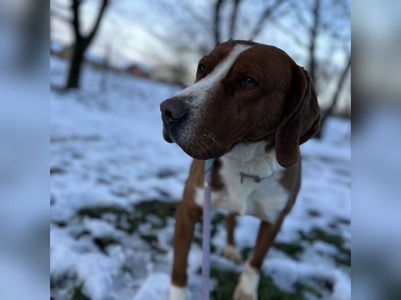 Maverick eine Seele von Hund