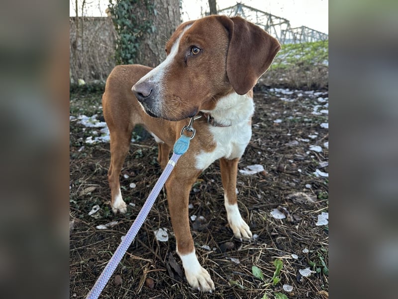 Maverick eine Seele von Hund