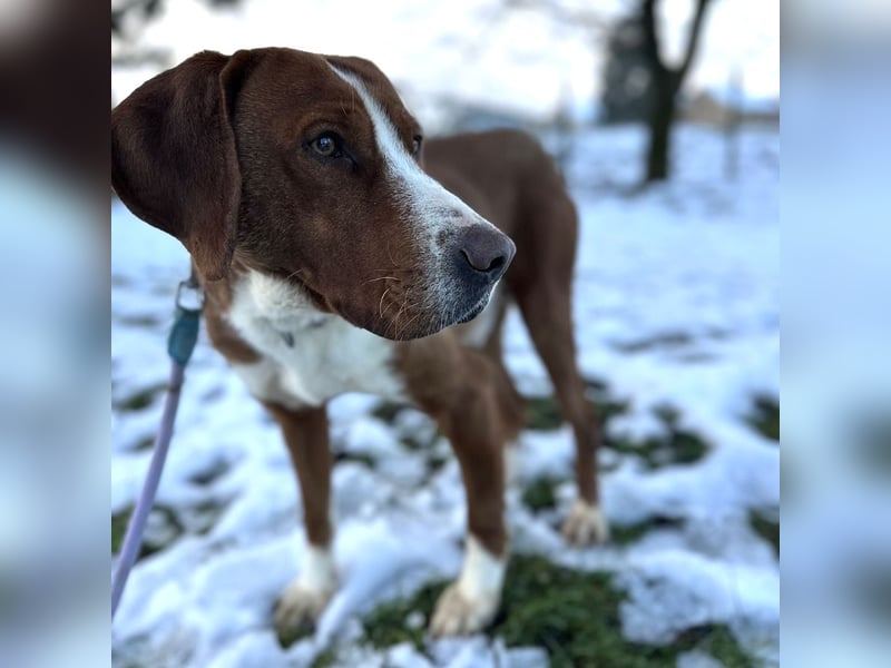 Maverick eine Seele von Hund