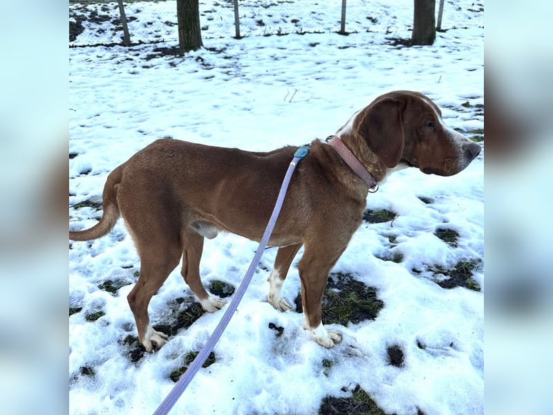 Maverick eine Seele von Hund