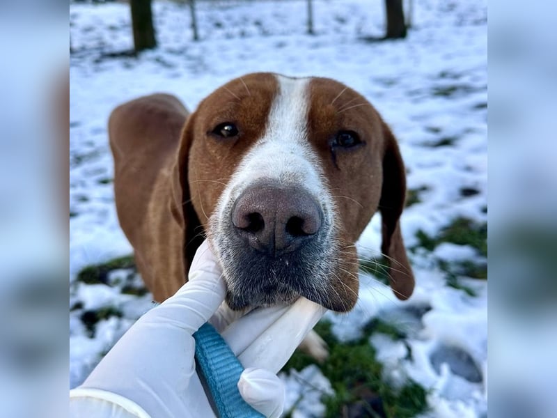 Maverick eine Seele von Hund