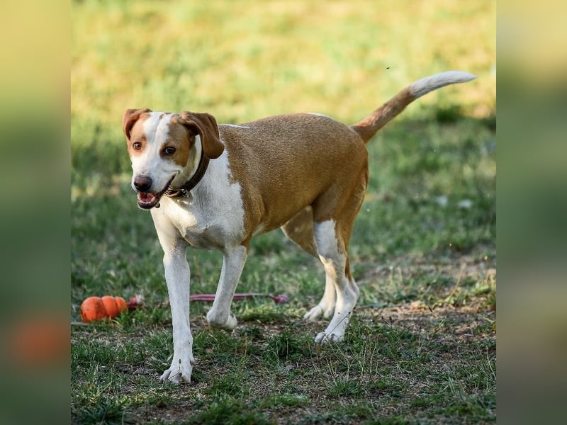 Winter eine wundervolle Seelenhündin