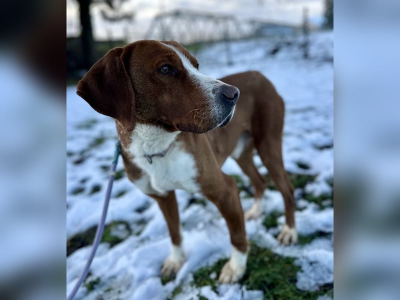 Maverick eine Seele von Hund