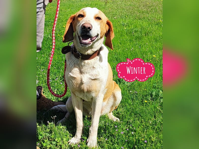 Winter eine wundervolle Seelenhündin