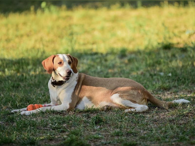 Winter eine wundervolle Seelenhündin