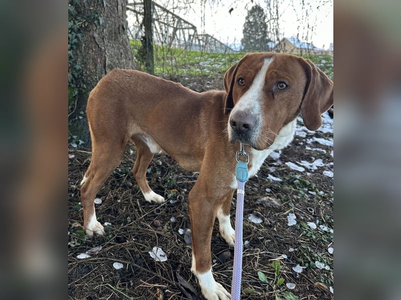 Maverick eine Seele von Hund