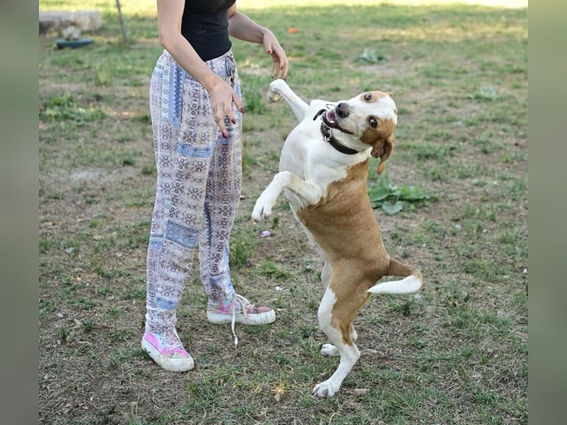 Winter eine wundervolle Seelenhündin