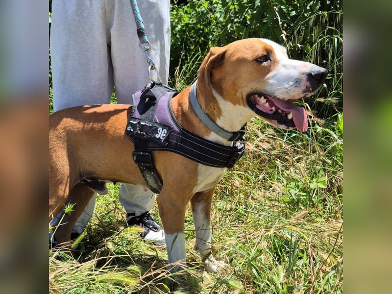 Gregorio - junger dynamischer Wirbelwind