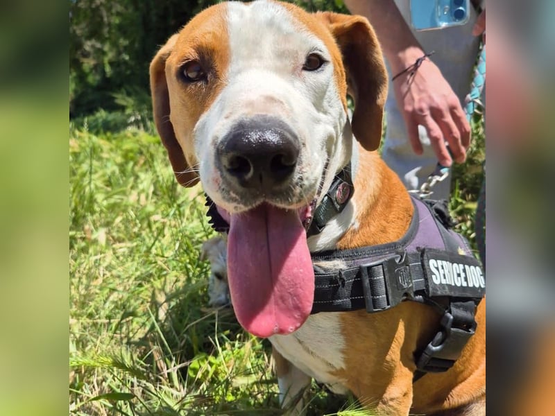 Gregorio - junger dynamischer Wirbelwind