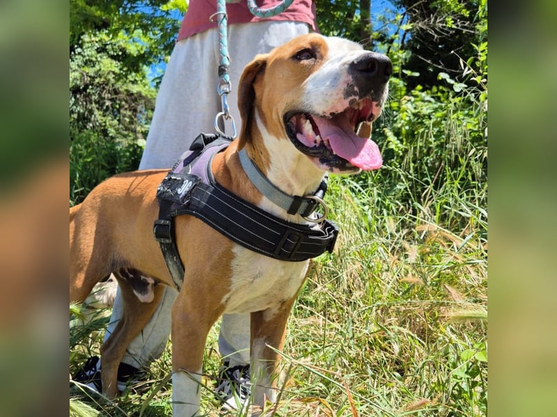 Gregorio - junger dynamischer Wirbelwind