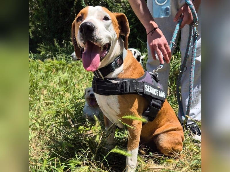 Gregorio - junger dynamischer Wirbelwind