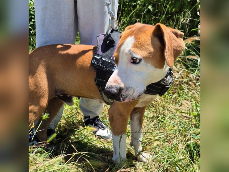 Gregorio - junger dynamischer Wirbelwind