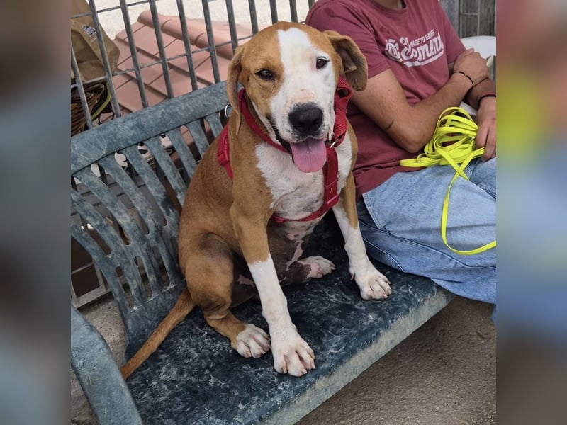 Gregorio - junger dynamischer Wirbelwind