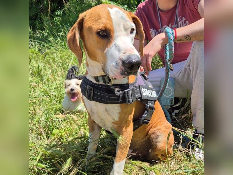 Gregorio - junger dynamischer Wirbelwind