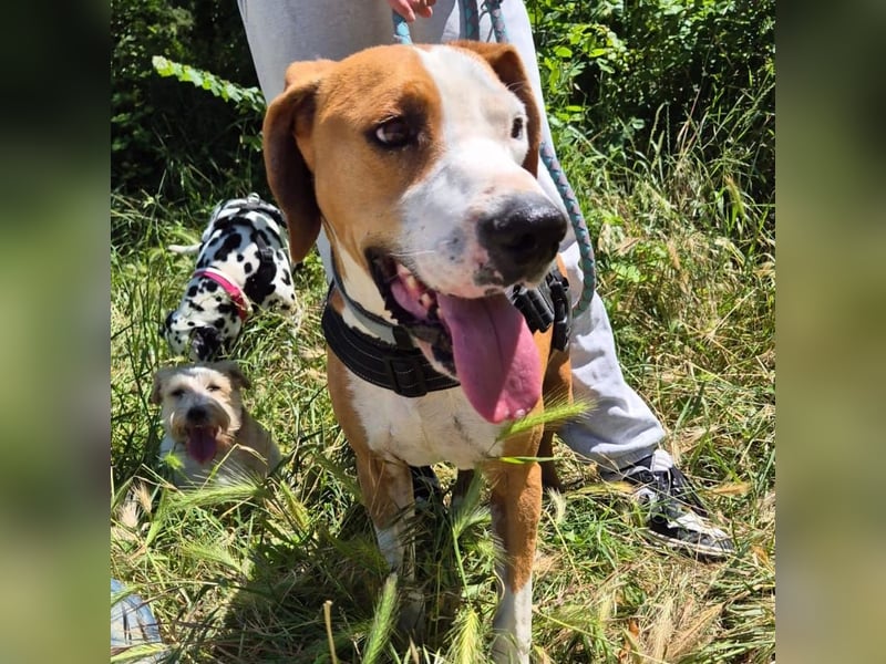 Gregorio - junger dynamischer Wirbelwind