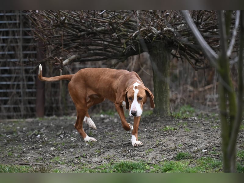 Barbara - sanfte Save Bracke