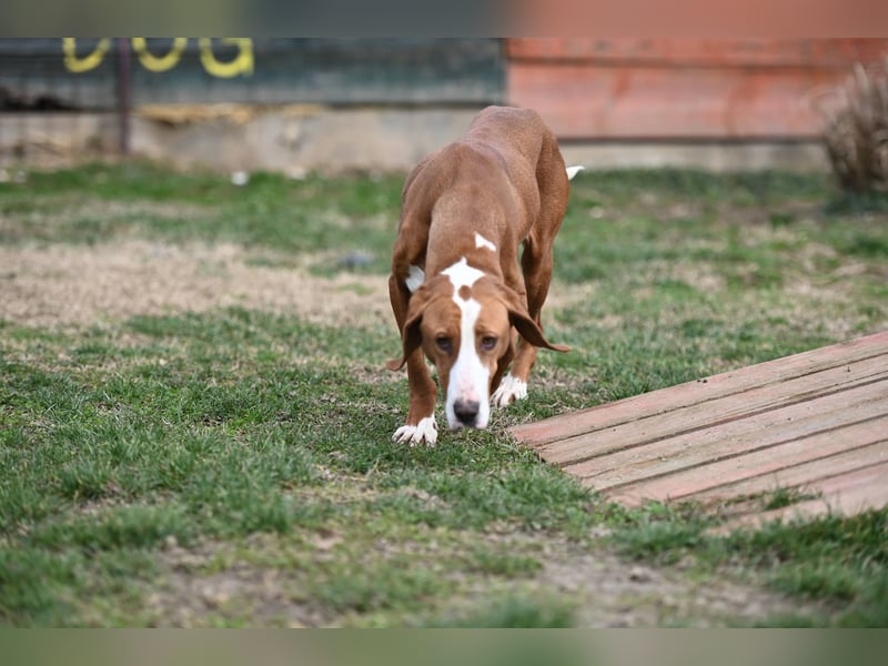 Barbara - sanfte Save Bracke