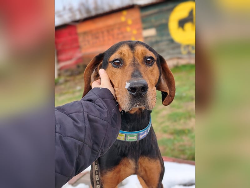 Risa - Schmusebracke