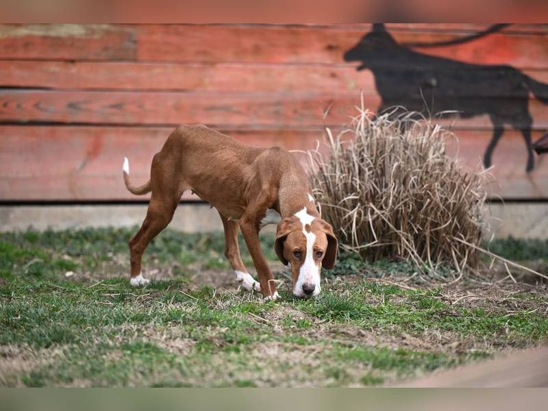 Barbara - sanfte Save Bracke